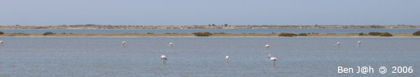 Flamants Roses